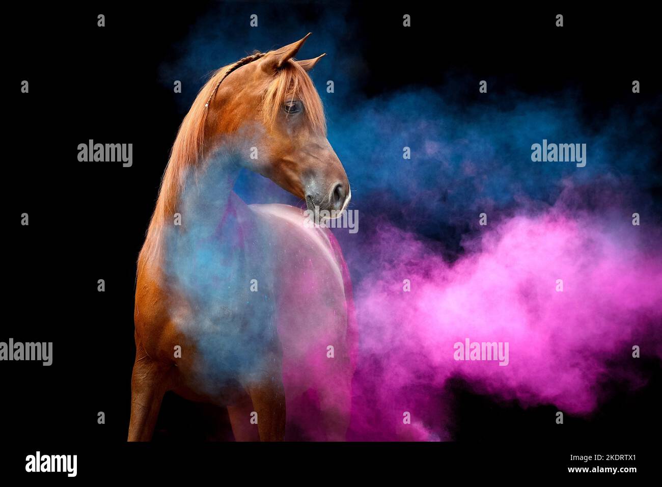 Arabian horse with holi powder Stock Photo Alamy