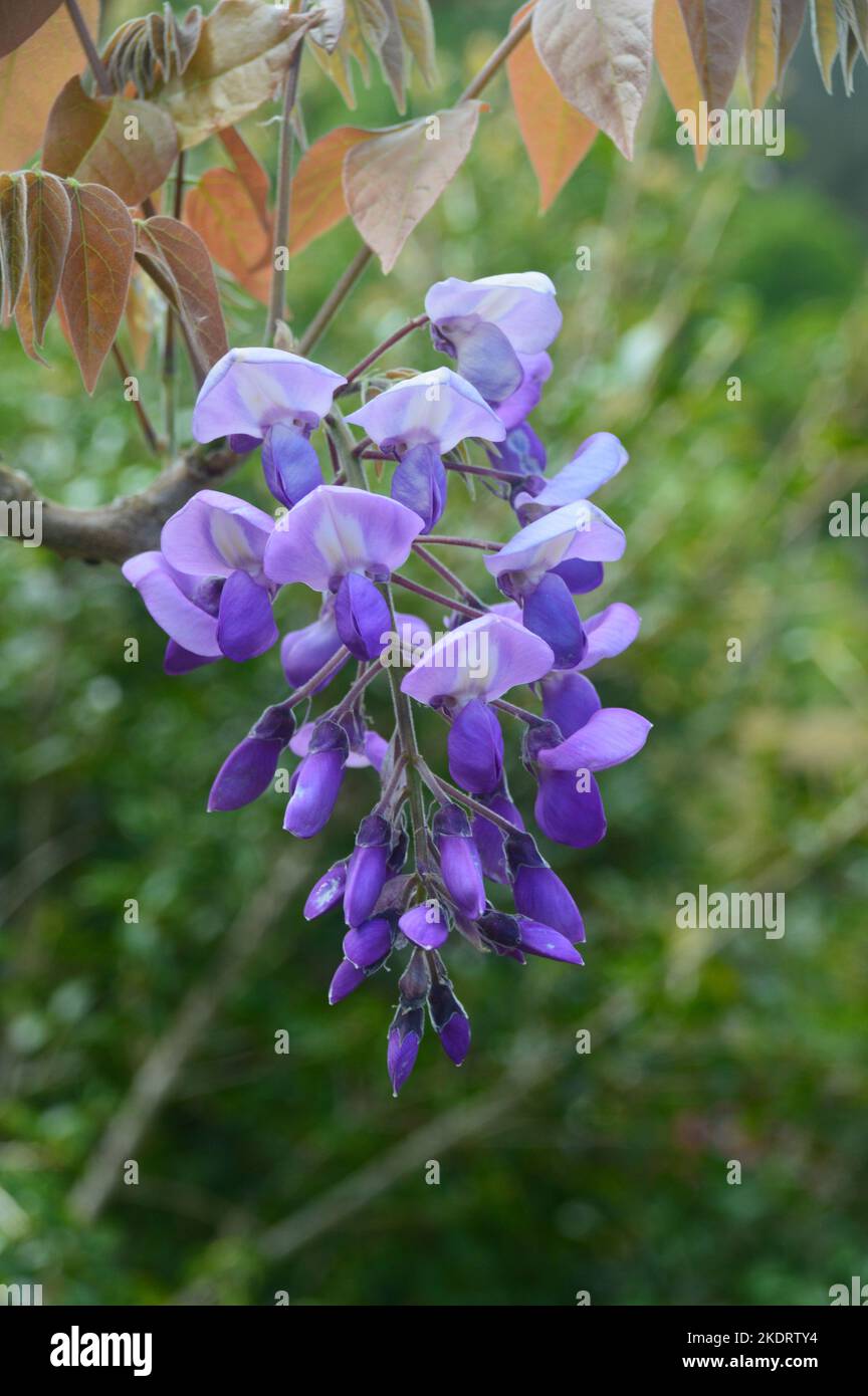 Purple/Mauve Wisteria,Brachybotrys,'Murasaki Kapitan'(Silky Wisteria) Flowers grown at RHS Garden Rosemoor, Torrington, Devon, England, UK. Stock Photo