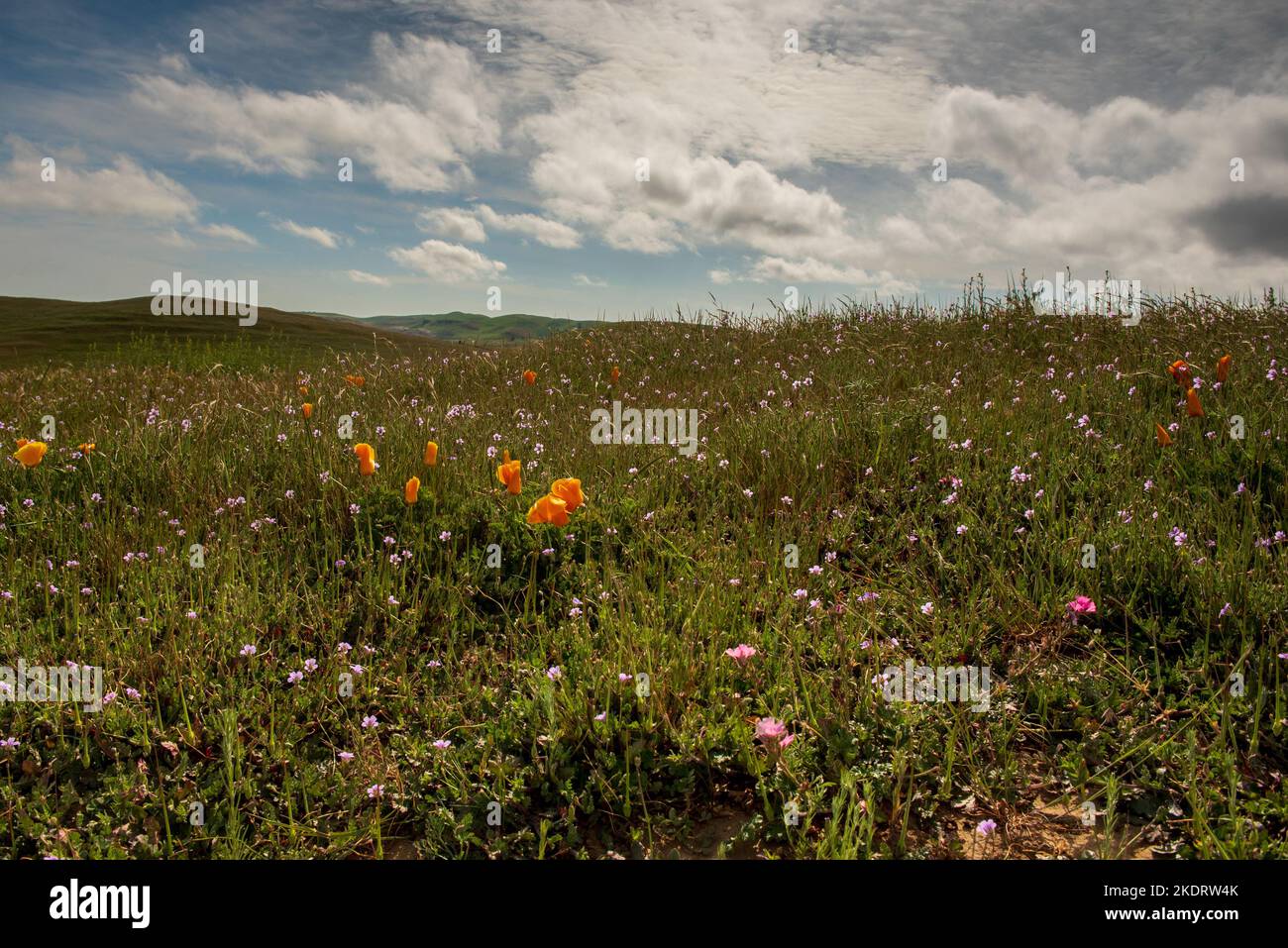 Landscape view  of spring flowers in California, USA,  on a partly cloudy day featuring the california poppy Stock Photo