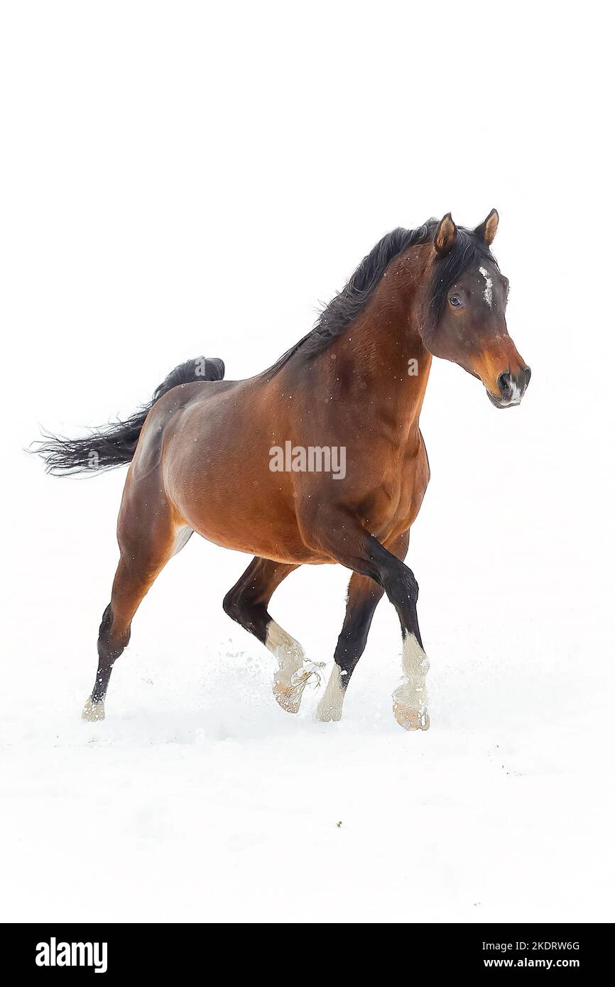 arabian horses in the snow Stock Photo