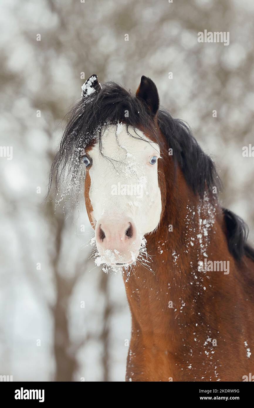 Welsh pony snow hi-res stock photography and images - Alamy