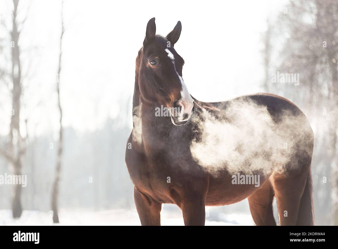 Steam riding horses hi-res stock photography and images - Alamy