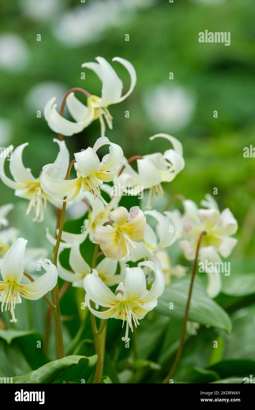 Erythronium californicum, fawn lily,  bulbous perennial Flowers creamy-white with reddish markings in the throat Stock Photo