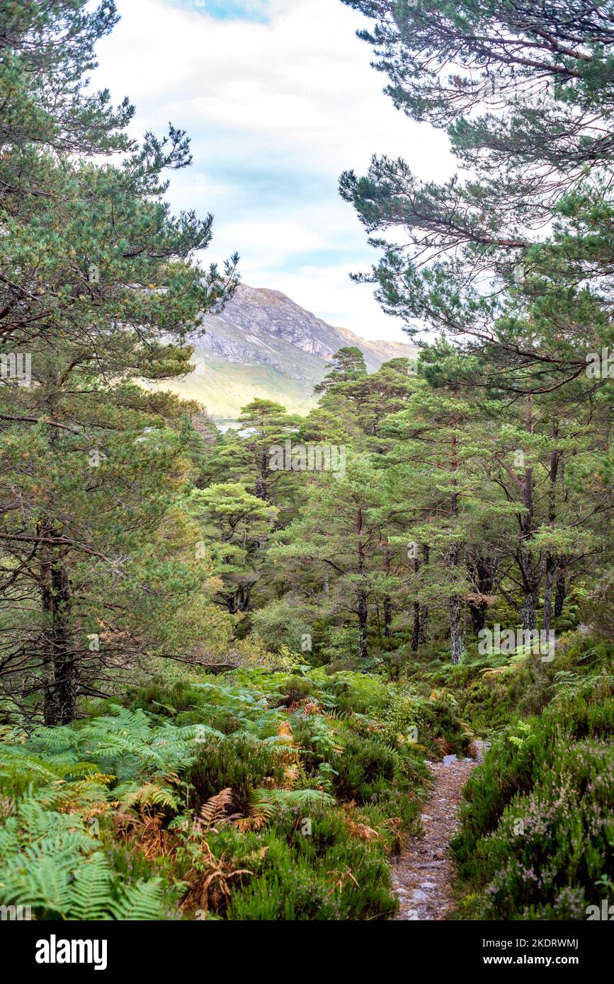 UK, Scotland, Wester Ross Highlands. Ancient pinewoods of Beinn Eighe National Nature Reserve. The slopes above Loch Maree on The Forest Trail Path. Stock Photo
