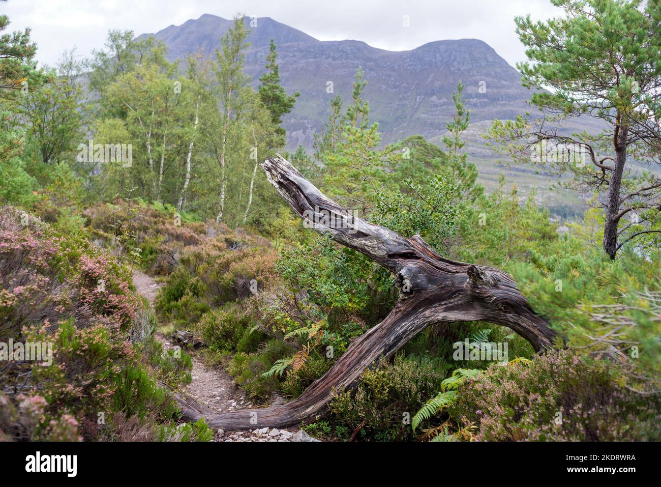 UK, Scotland, Wester Ross. Pinewoods of Beinn Eighe National Nature Reserve, the first such reserve in Britain. On the Forest Trail above Loch Maree. Stock Photo
