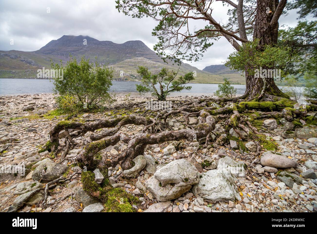 UK, Scotland, Ross and Cromarty, Wester Ross Highlands. Ancient pinewoods of Beinn Eighe National Nature Reserve on the shore beside Loch Maree. Stock Photo