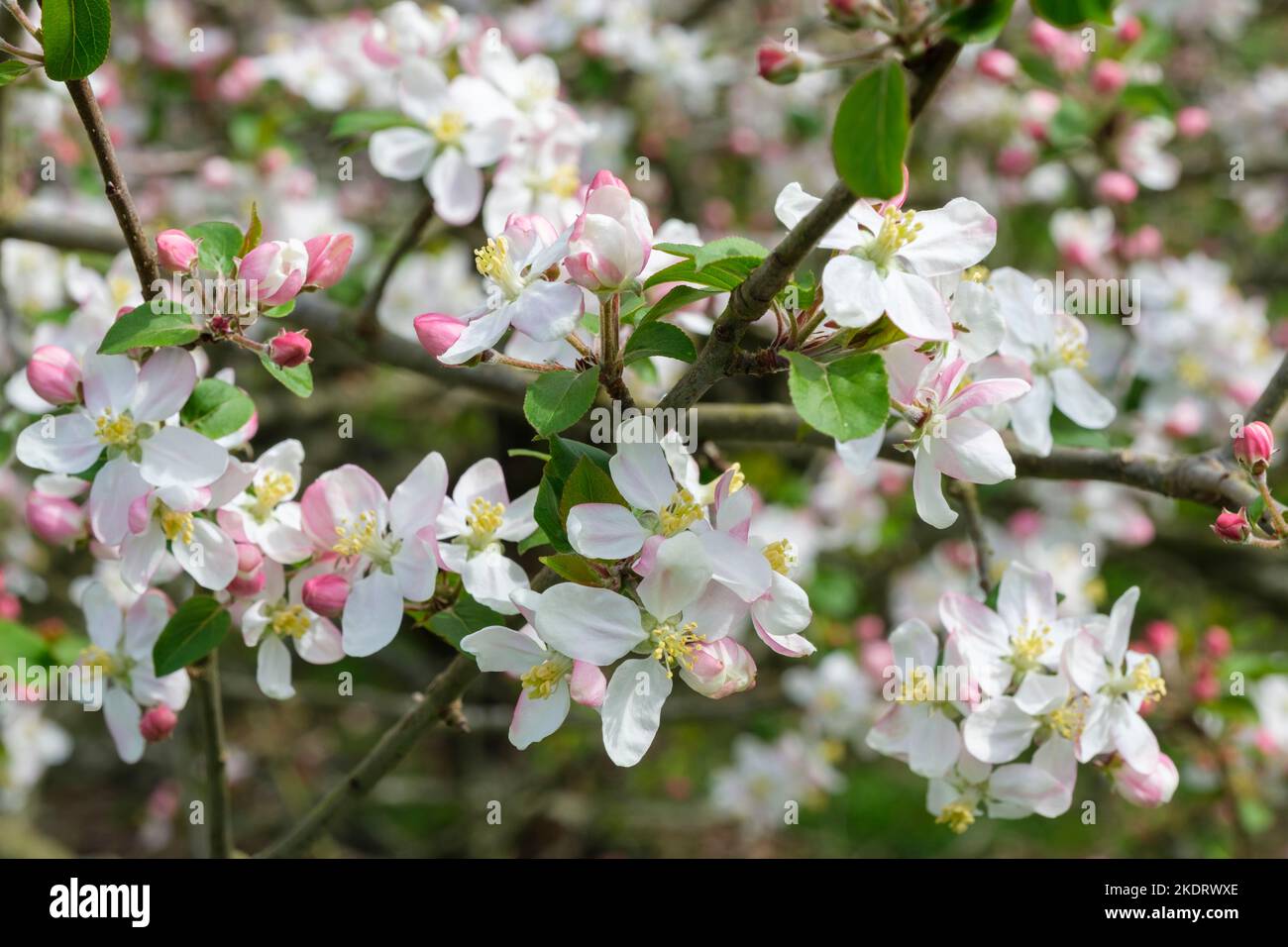 Malus sylvestris, crab apple, European crab apple, wild crab, Malus acerba, Pyrus acerba, Pyrus malus clusters of pink-tinged white flowers Stock Photo