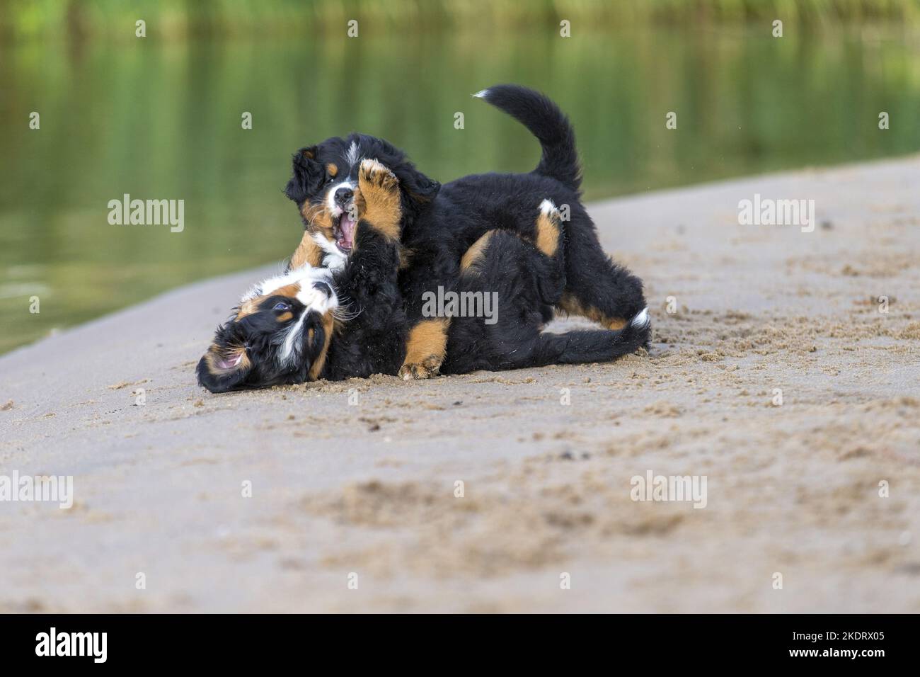 Bernese Mountain Dog Puppy Stock Photo