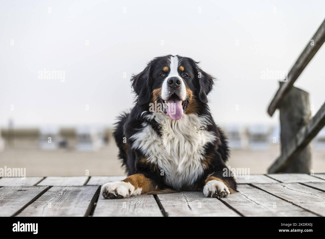 lying Bernese Mountain Dog Stock Photo
