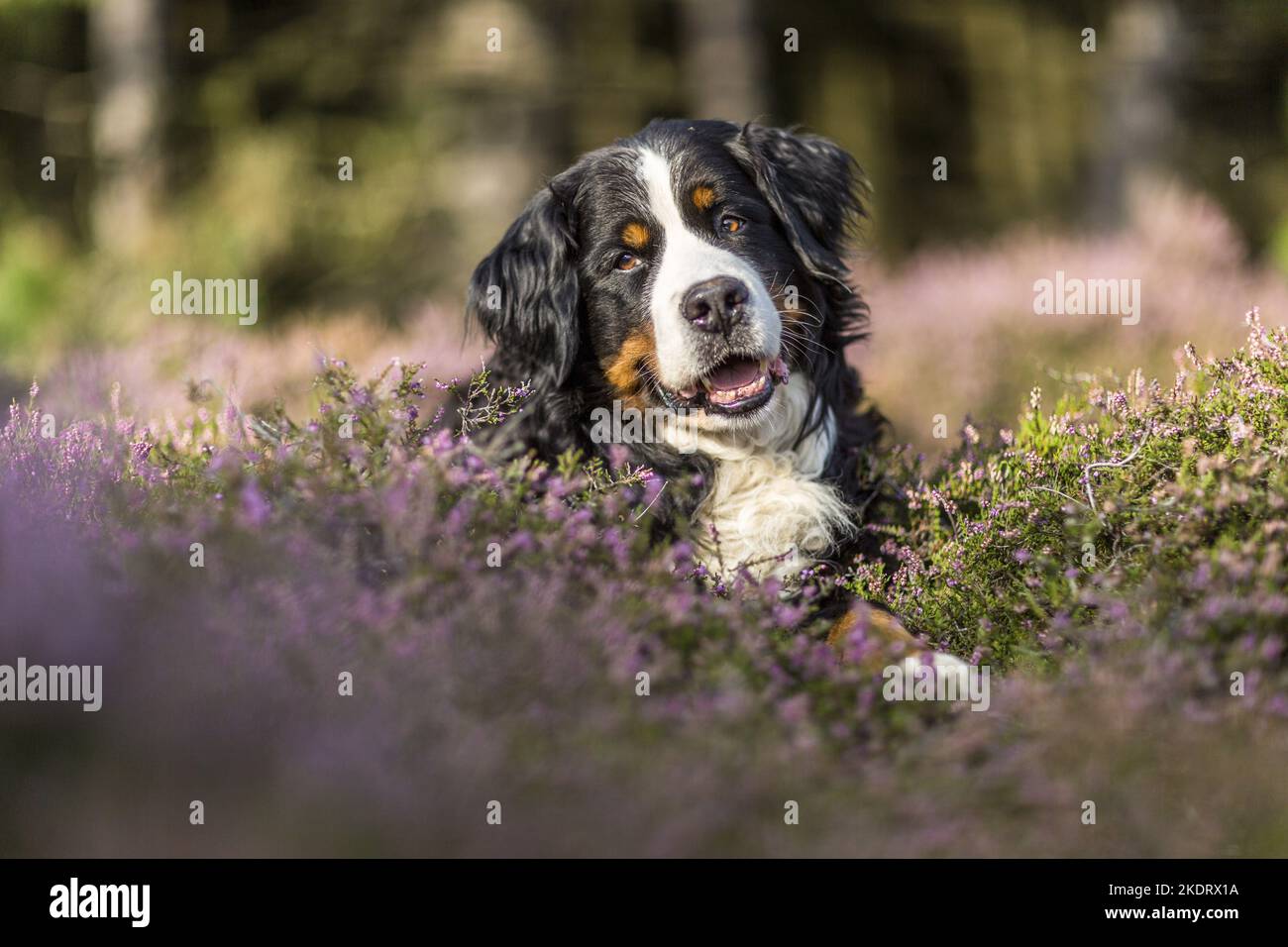 lying Bernese Mountain Dog Stock Photo