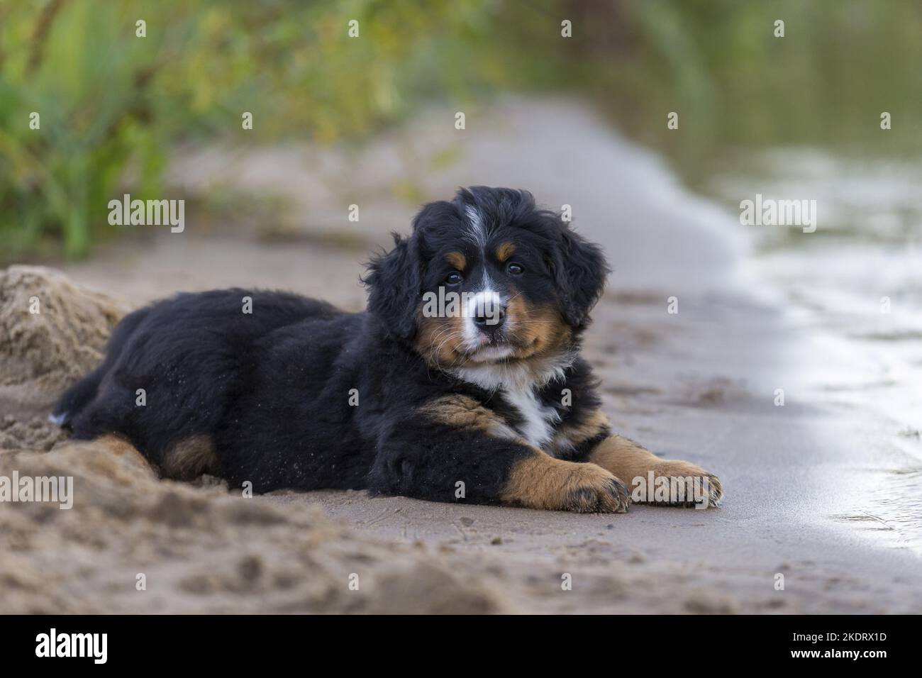 Bernese Mountain Dog Puppy Stock Photo