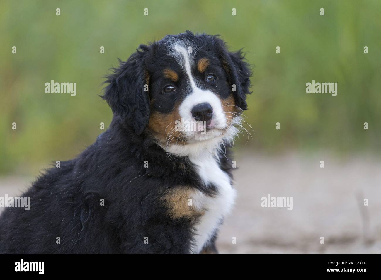 Bernese Mountain Dog Puppy Stock Photo