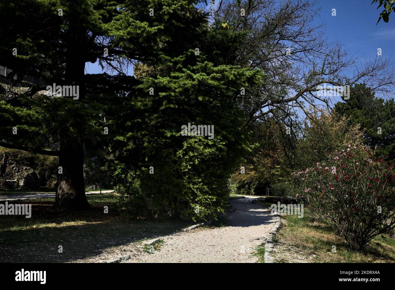 Paved path with trees at its edge in a park Stock Photo - Alamy