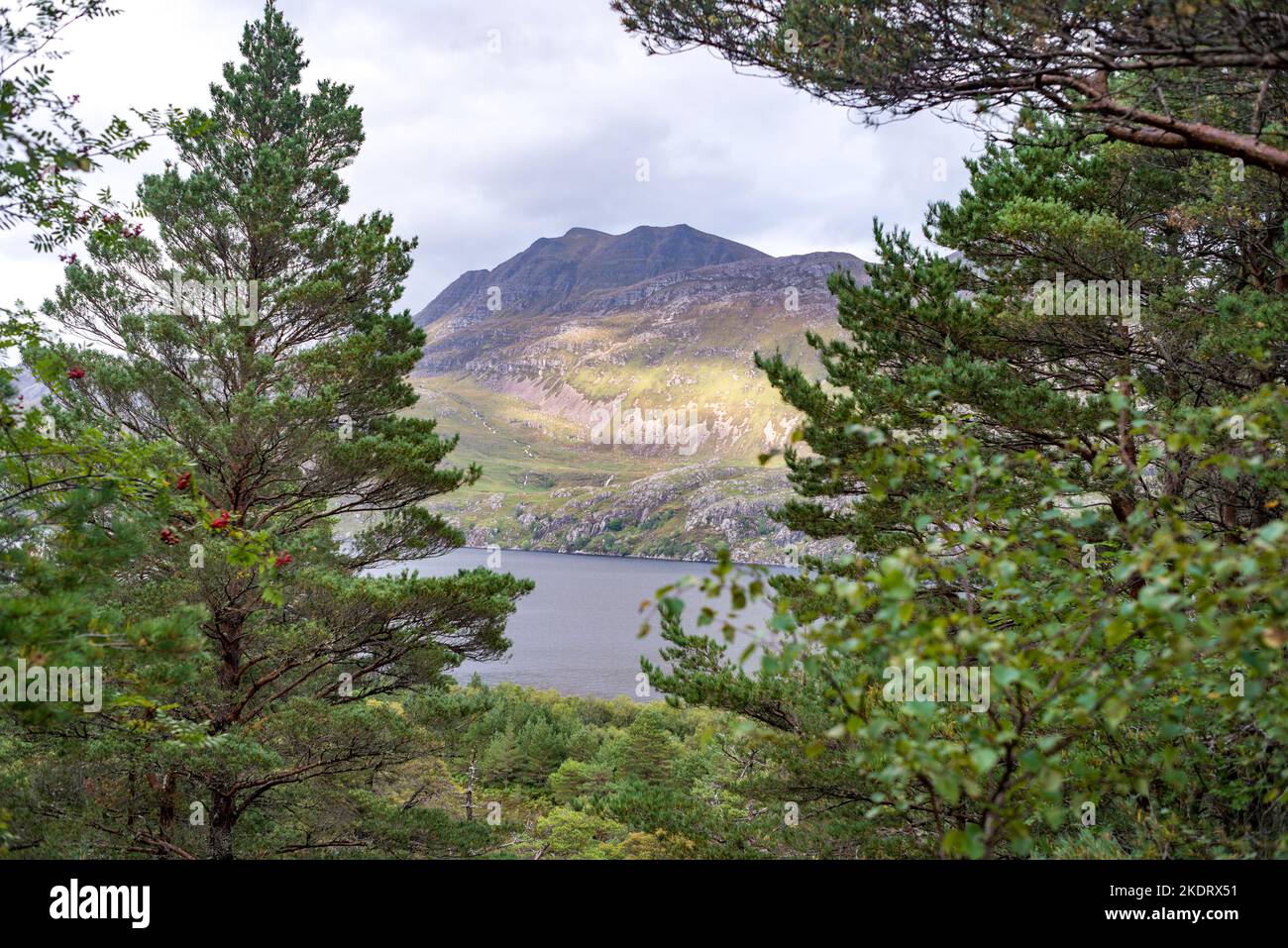 UK, Scotland, Ross and Cromarty, Wester Ross Highlands. Ancient pinewoods of Beinn Eighe National Nature Reserve, Loch Maree & Scots Pine. Stock Photo