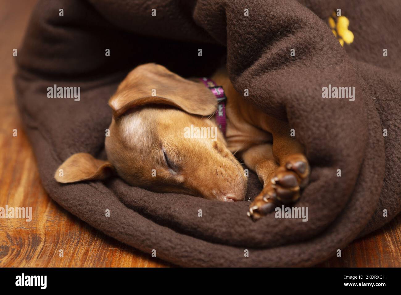 sleeping Kaninchen-Dachshund Stock Photo