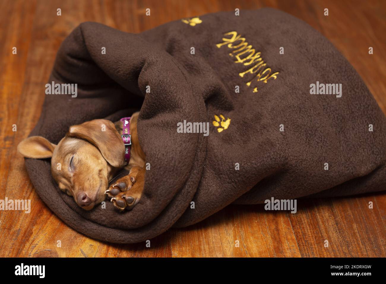sleeping Kaninchen-Dachshund Stock Photo