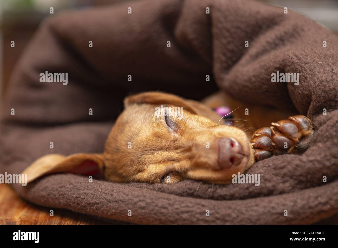 sleeping Kaninchen-Dachshund Stock Photo