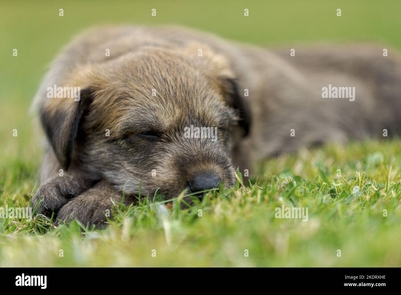 sleeping Berger Picard Dog Puppy Stock Photo