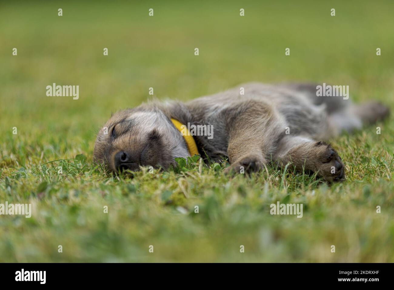 sleeping Berger Picard Dog Puppy Stock Photo