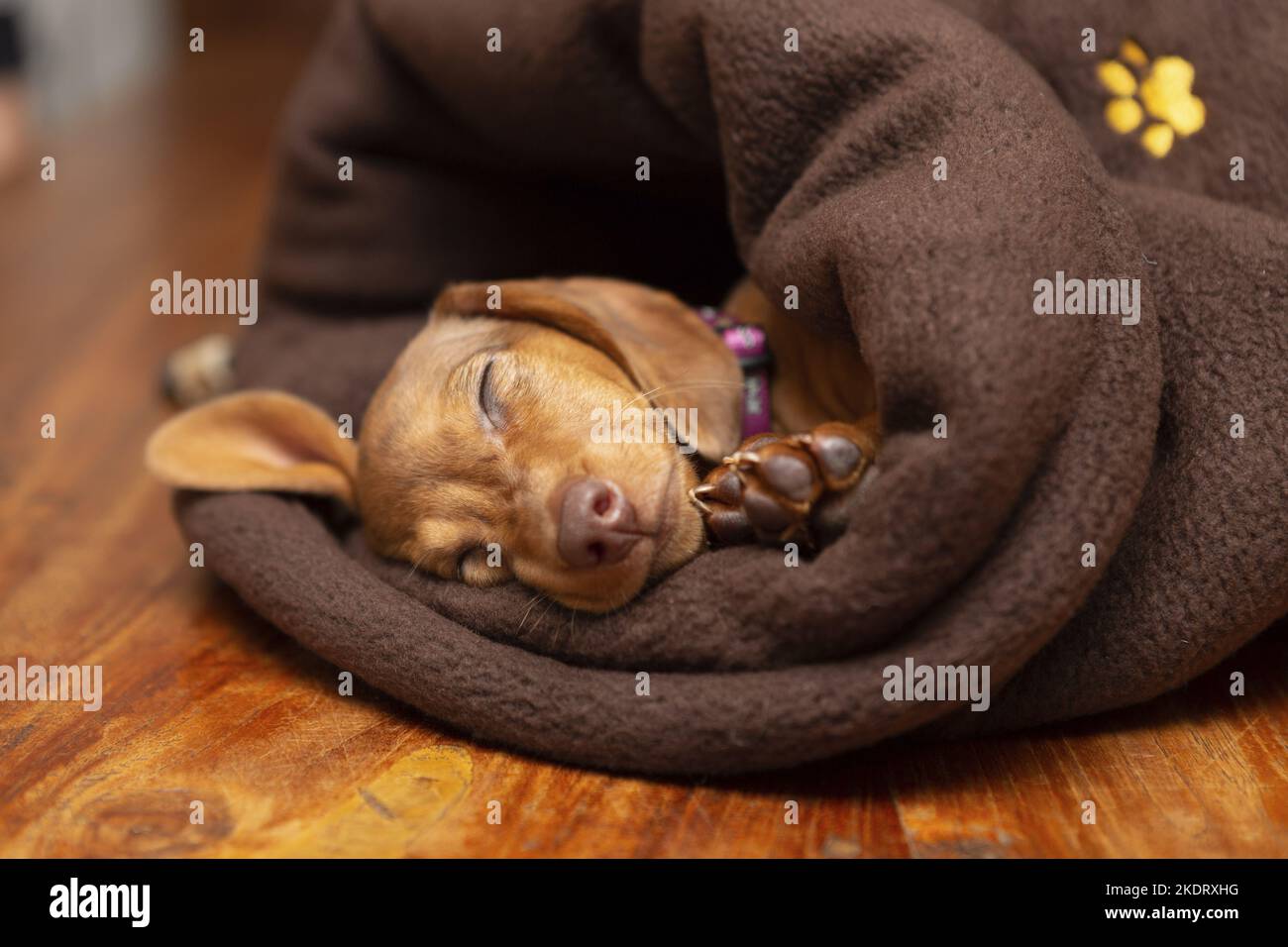 sleeping Kaninchen-Dachshund Stock Photo