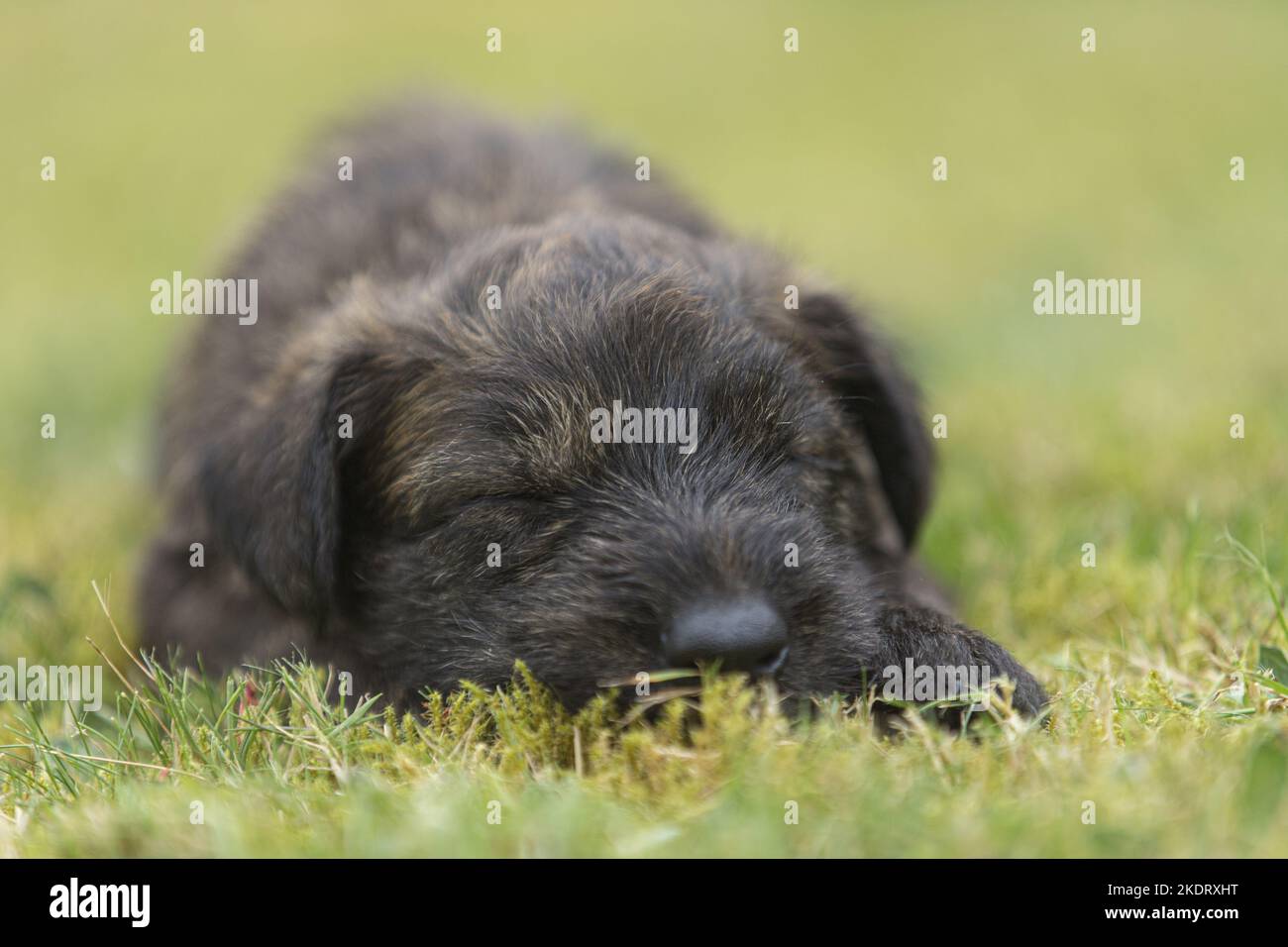 sleeping Berger Picard Dog Puppy Stock Photo