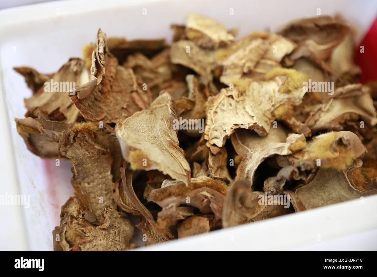 Golden retriever dog ridge is a kind of traditional Chinese medicinal materials Stock Photo