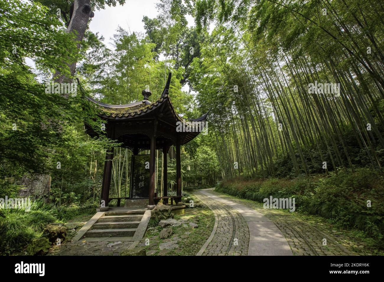 Hangzhou Cloud Bamboo Diameter Stock Photo Alamy hangzhou-cloud-bamboo-diameter-stock-photo-alamy
