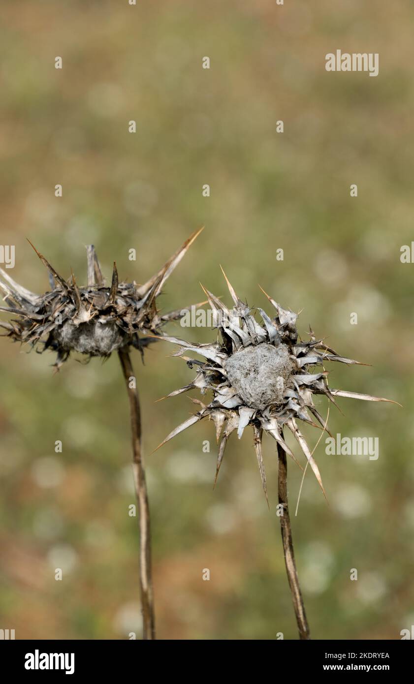 Two dry flowers of Borriquero Thistle or Onopordum acanthium, a wild plant with healing properties Stock Photo