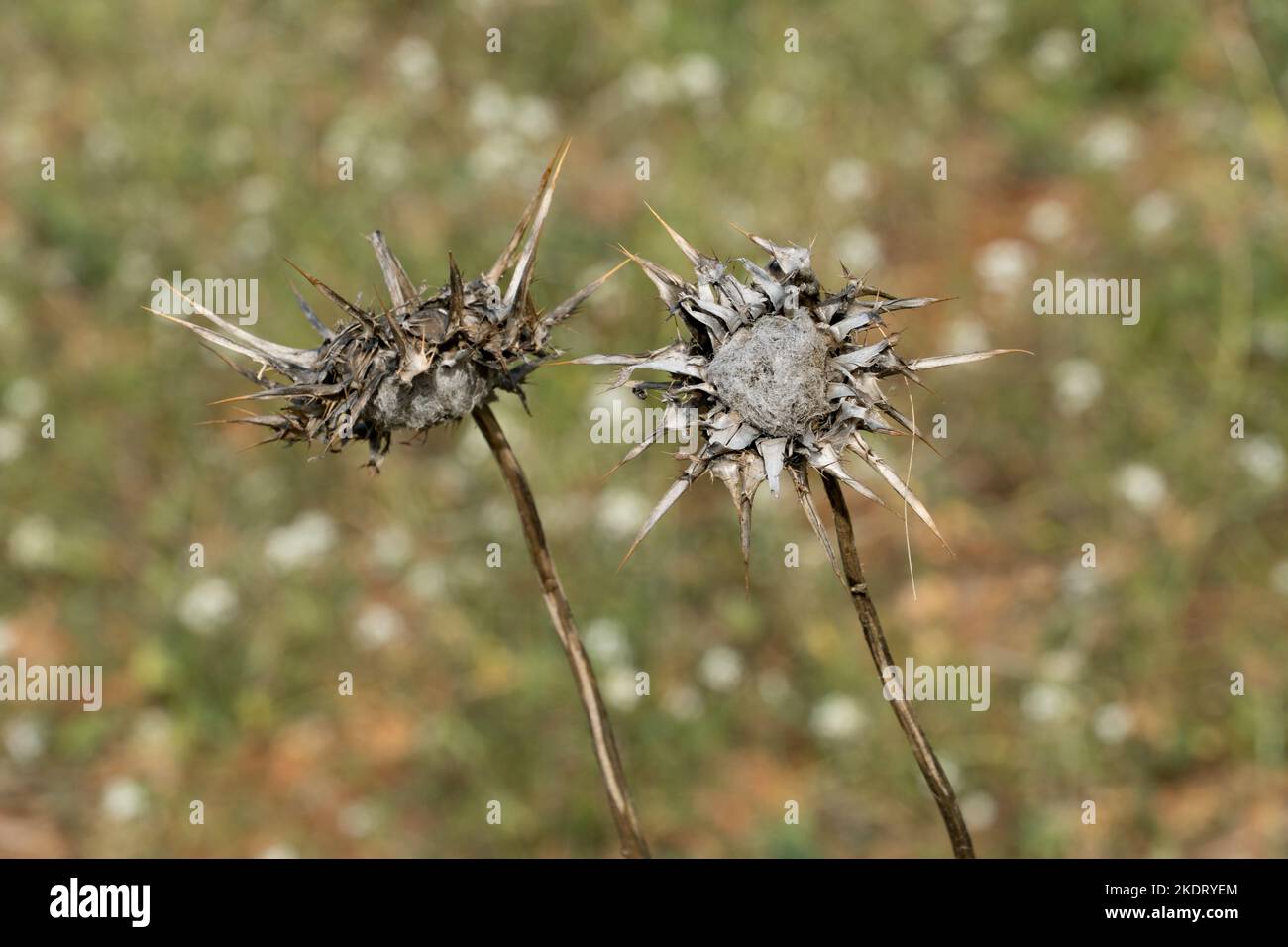 Two dry flowers of Borriquero Thistle or Onopordum acanthium, a wild plant with healing properties Stock Photo