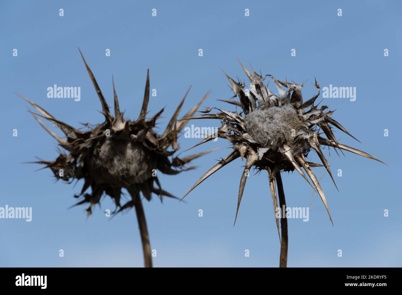 Two dry flowers of Borriquero Thistle or Onopordum acanthium, a wild