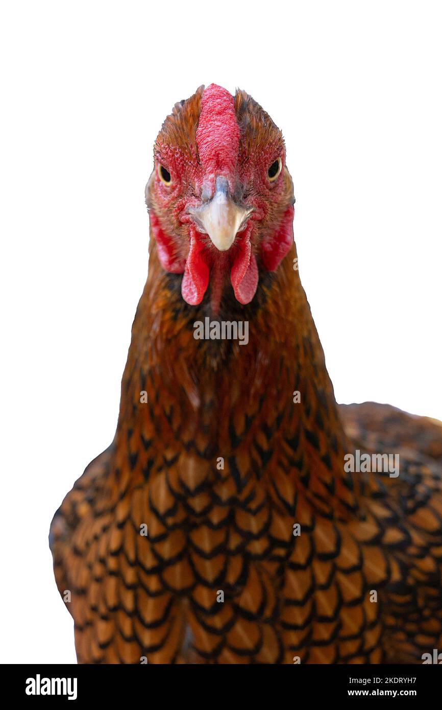 Wyandotte bantam Chicken golden laced isolated in white background