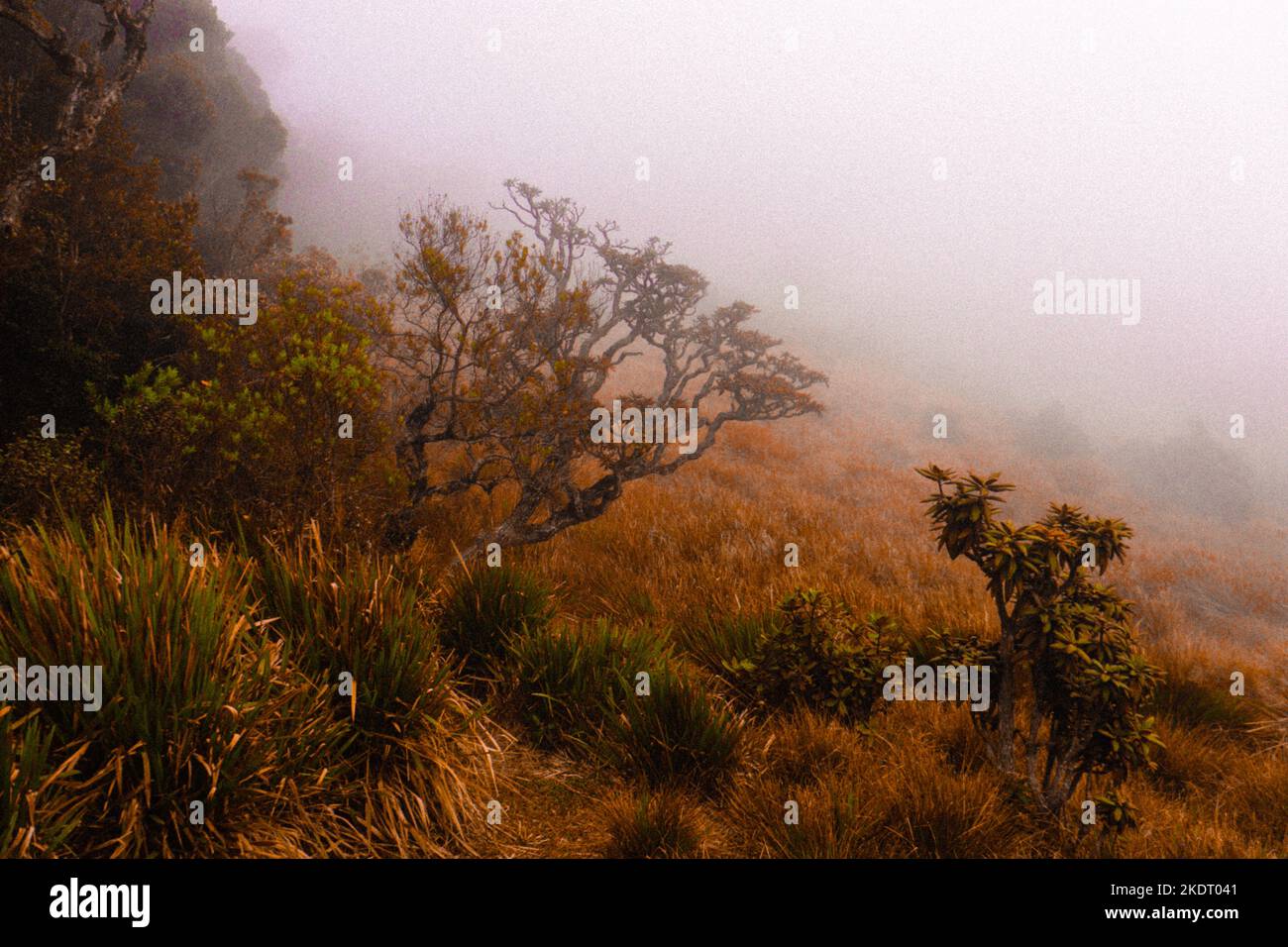 Misty wet montane forest Stock Photo Alamy