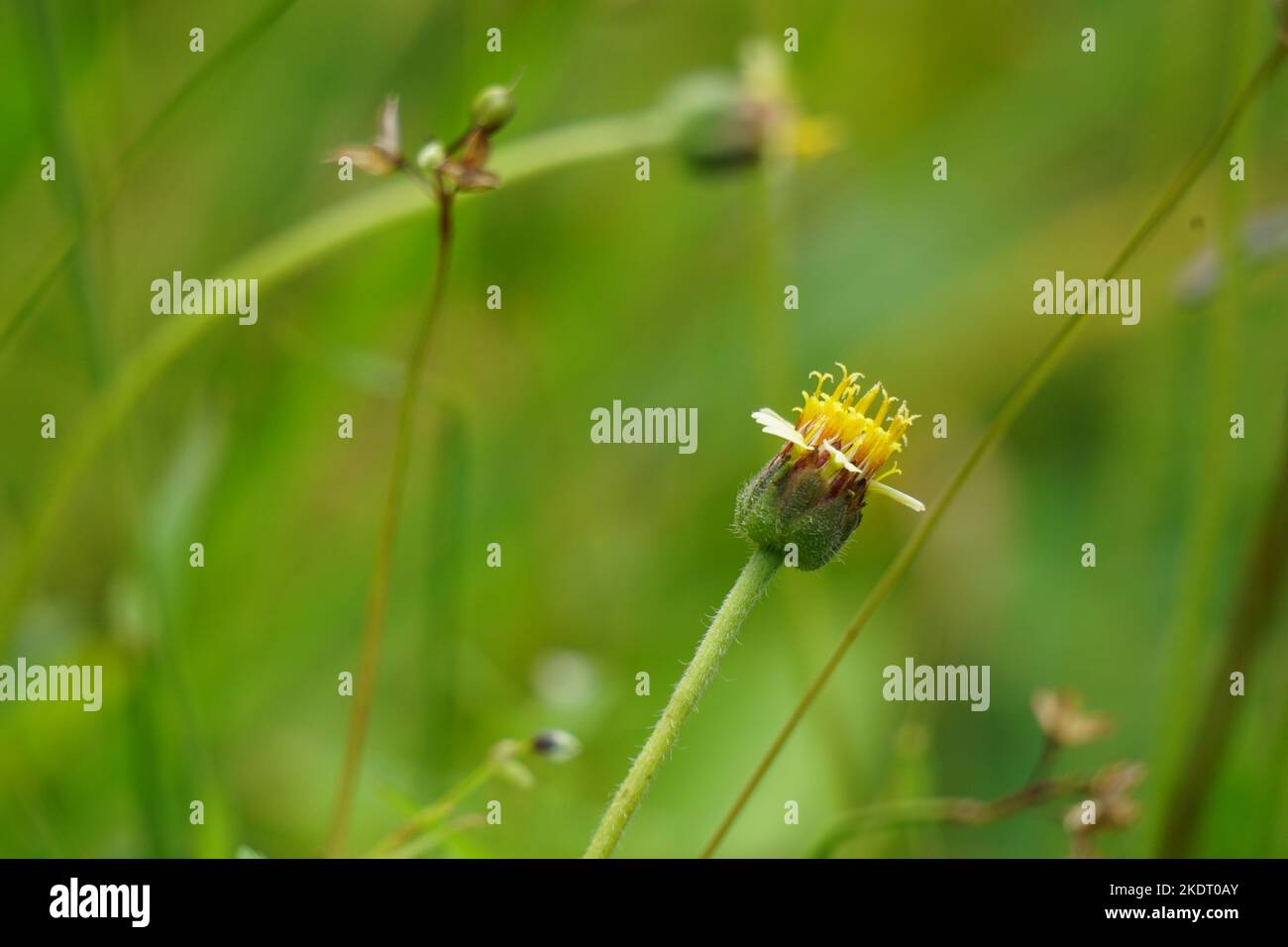 Bidens pilosa (also called ketul kebo, ketul sapi, jaringan, caringan ...