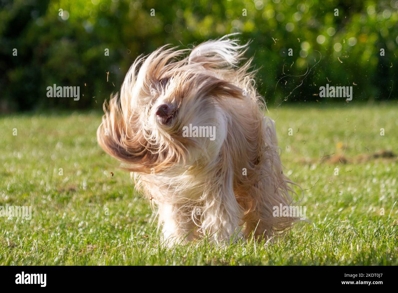 Bearded Collie dog with his long hair flying as he shakes Stock Photo