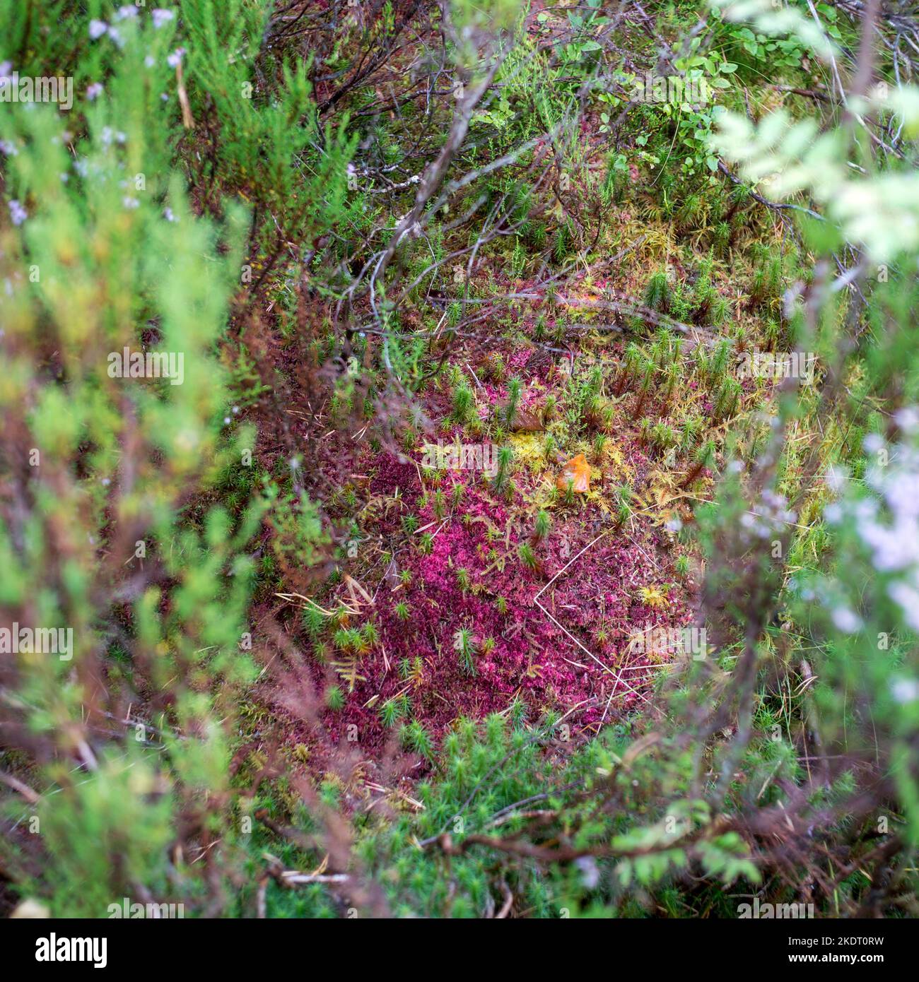 UK, Scotland, Wester Ross Highlands. Beinn Eighe National Nature Reserve. Above Loch Maree. Colourful Sphagnum Bog-moss. Stock Photo