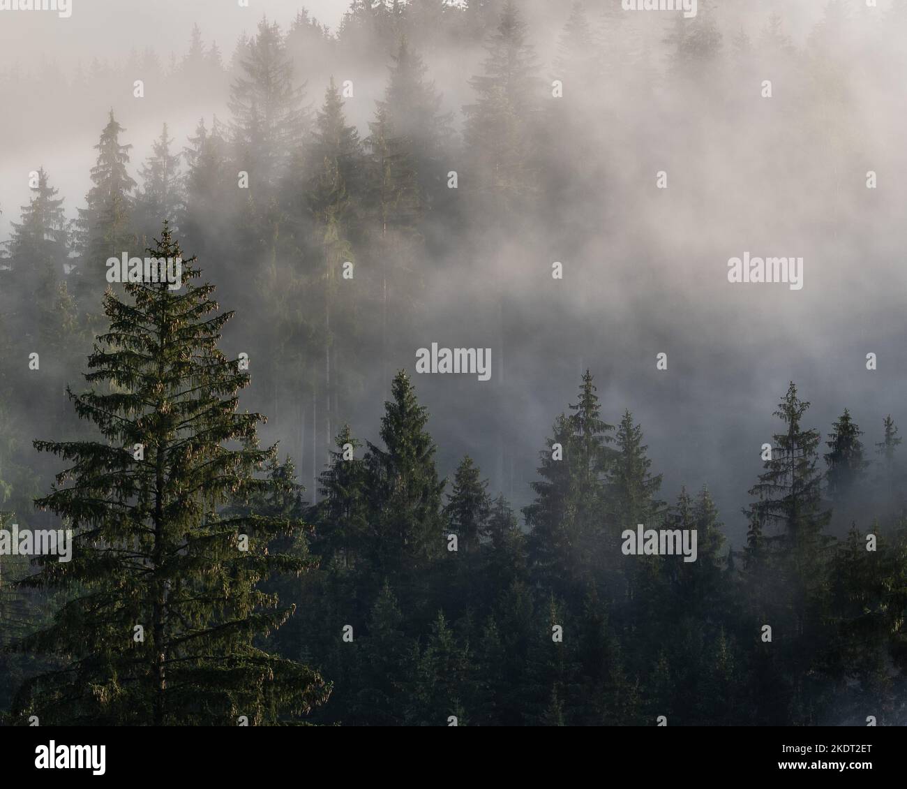 Morning mood in the mountain forest hi-res stock photography and images ...