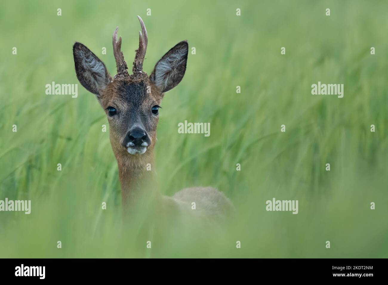 Young roe deer stag in wheat field Stock Photo - Alamy