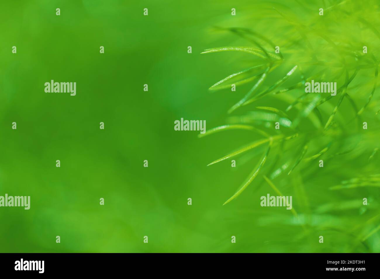 Nature of green leaves in garden at summer with sunlight. Natural green ...