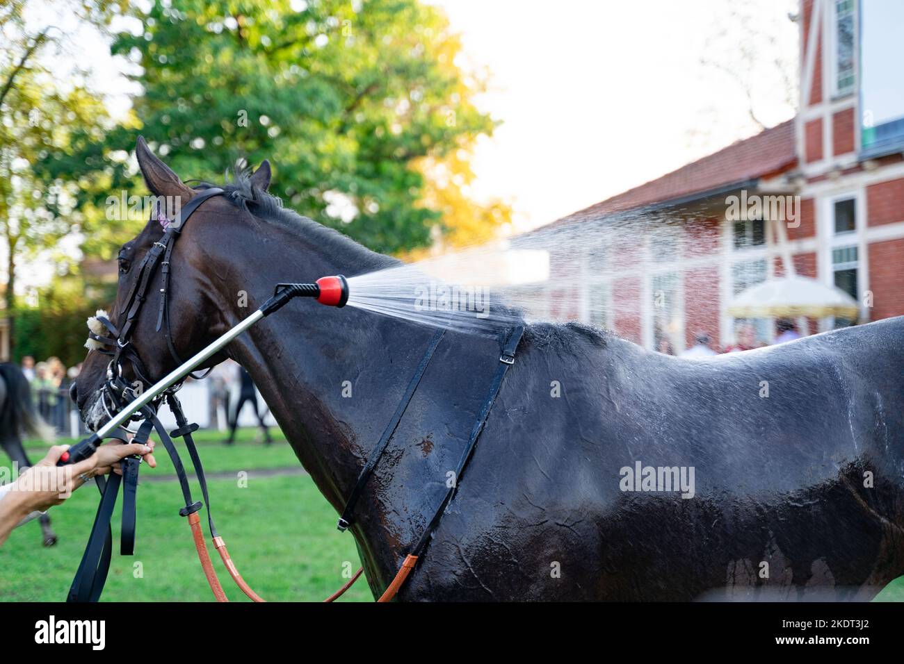Thoroughbred horse is being washed after racing competition near crowd