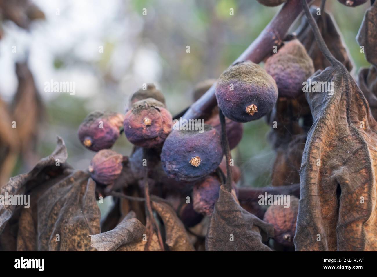 Spoiled and rotten figs on tree. Harvest problem because of dry summer Stock Photo