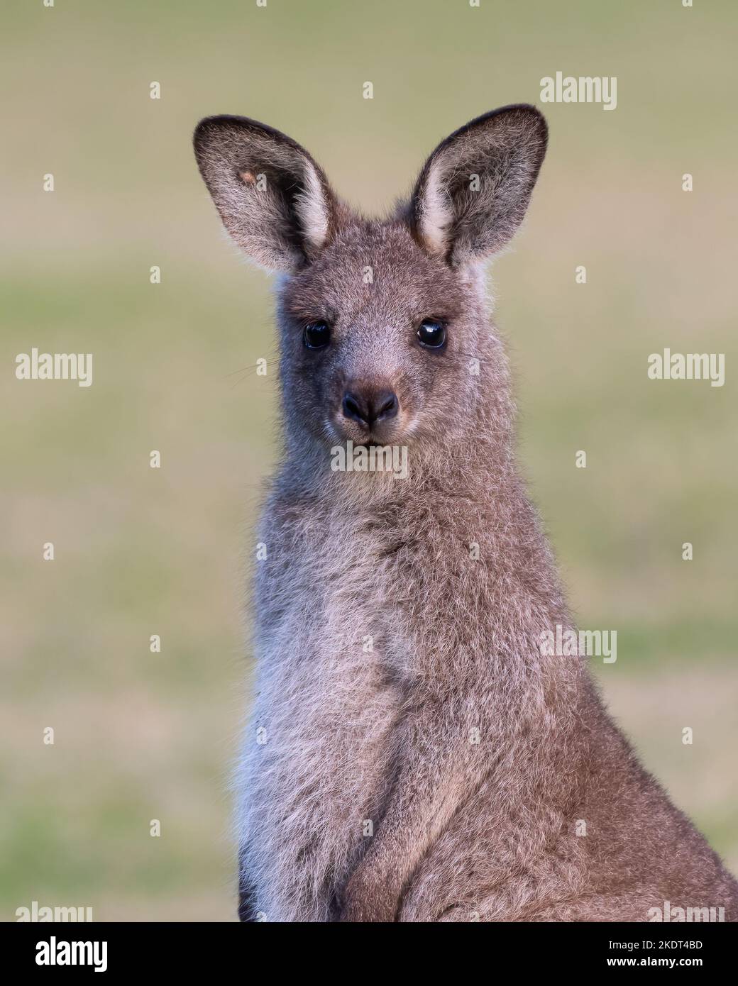 Young Eastern grey kangaroo, Kangaroo Valley, NSW Stock Photo Alamy
