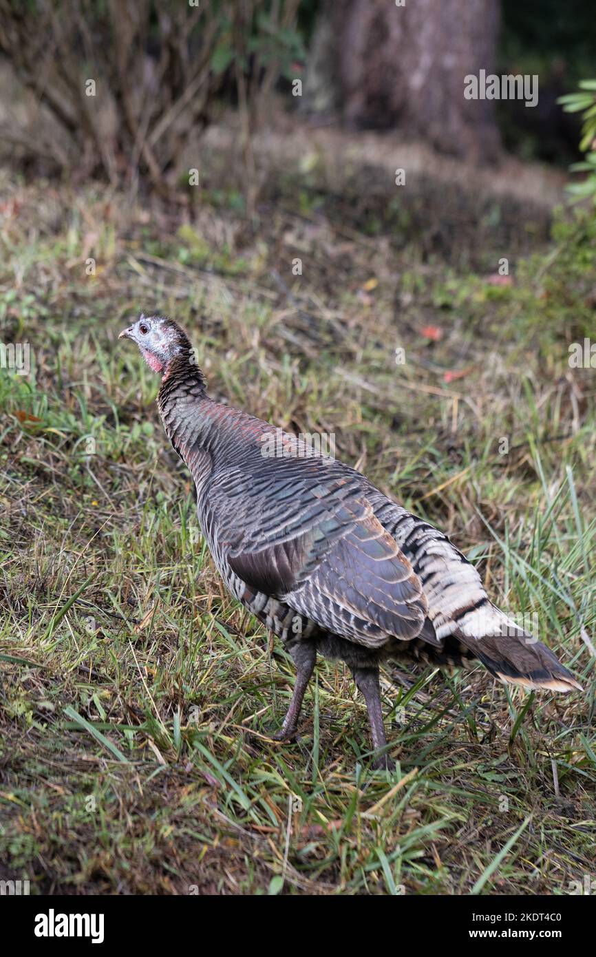 A female wild turkey in Eugene, Oregon Stock Photo Alamy