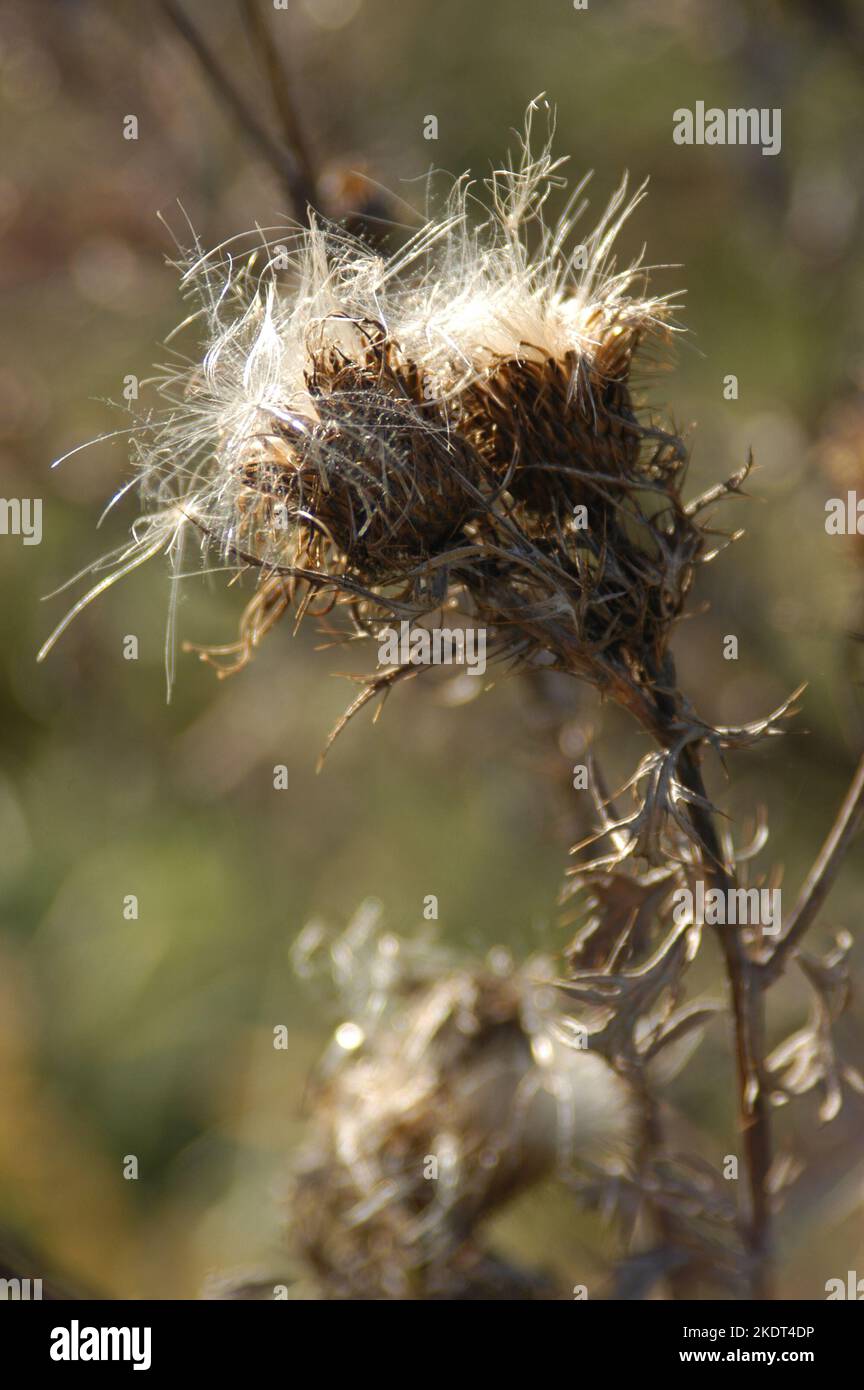 Artistic weeds hi-res stock photography and images - Alamy