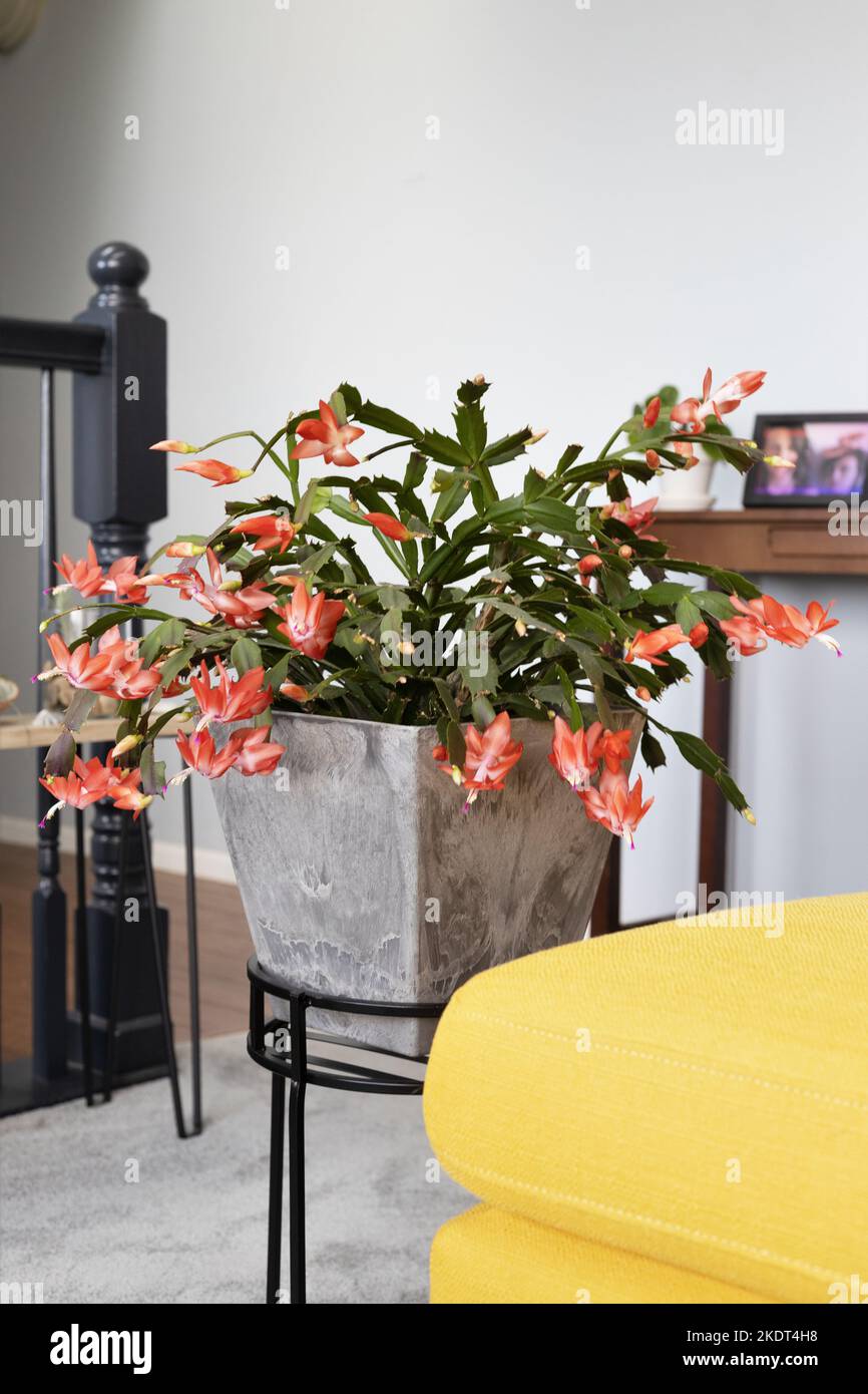 Thanksgiving cactus to bloom