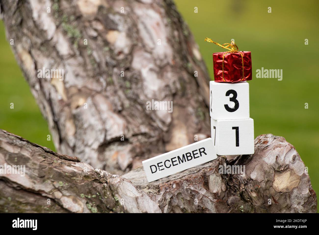 December 31 and the text December on wooden cubes and a box with a gift stand on a Christmas tree in the forest, Happy New Year, calendar Stock Photo