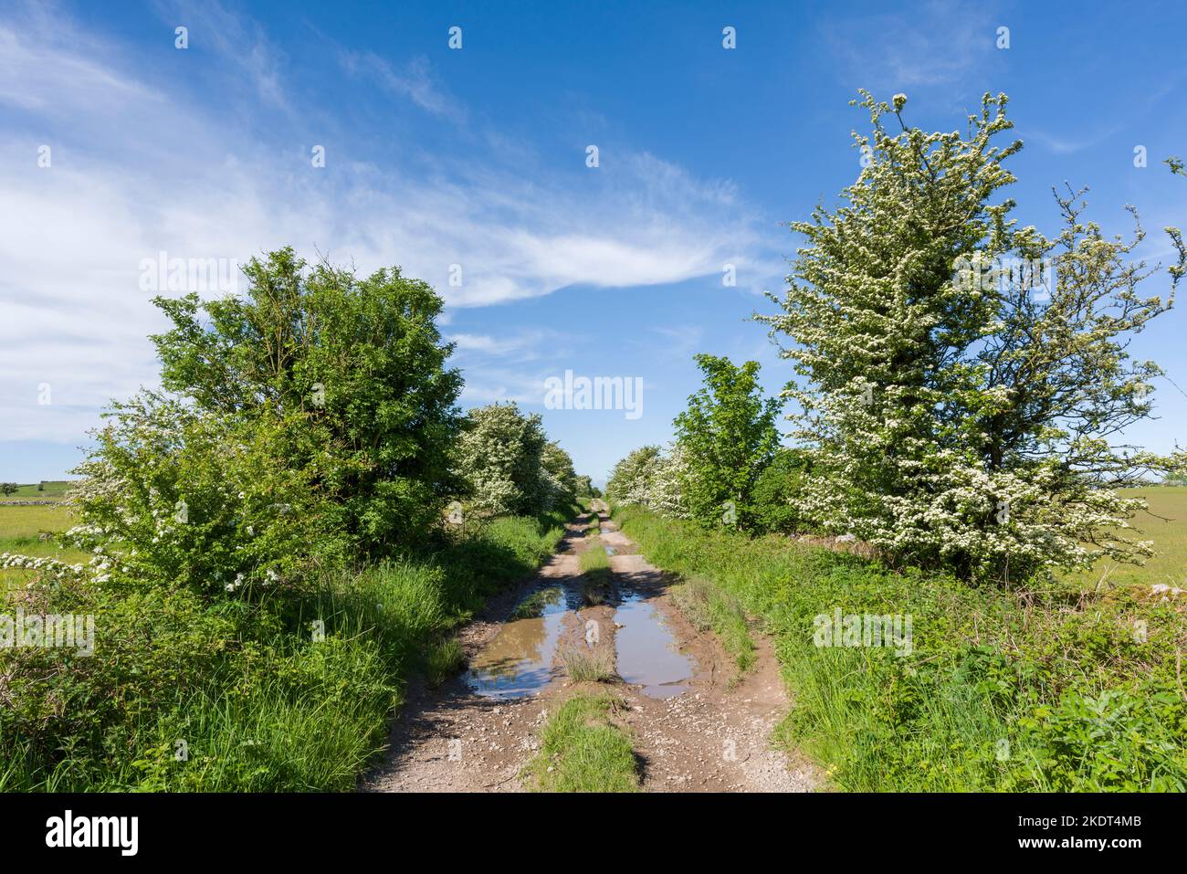 Middle Down Drove at Middle Down in early summer in the Mendip Hills National Landscape, Somerset, England. Stock Photo