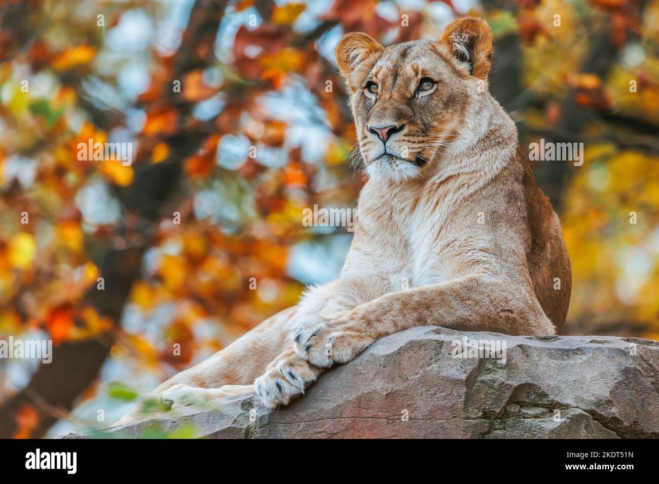 A lioness lies on a stone Stock Photo