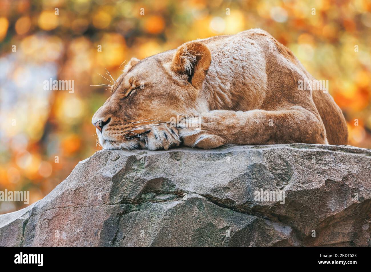 Sleeping lioness lies on a stone Stock Photo