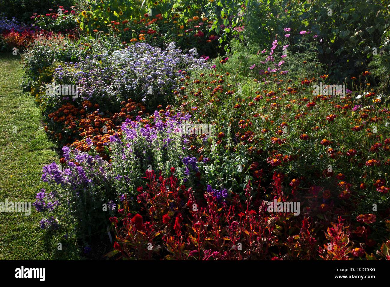 Early Autumn colourful garden boarders in english garden Stock Photo