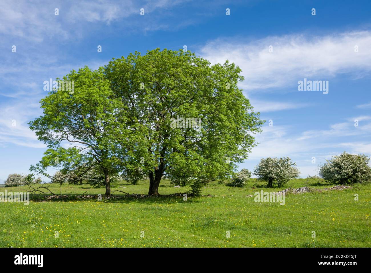 European Ash (Fraxinus excelsior) trees at Middle Down Nature Reserve in early summer in the Mendip Hills National Landscape, Somerset, England. Stock Photo